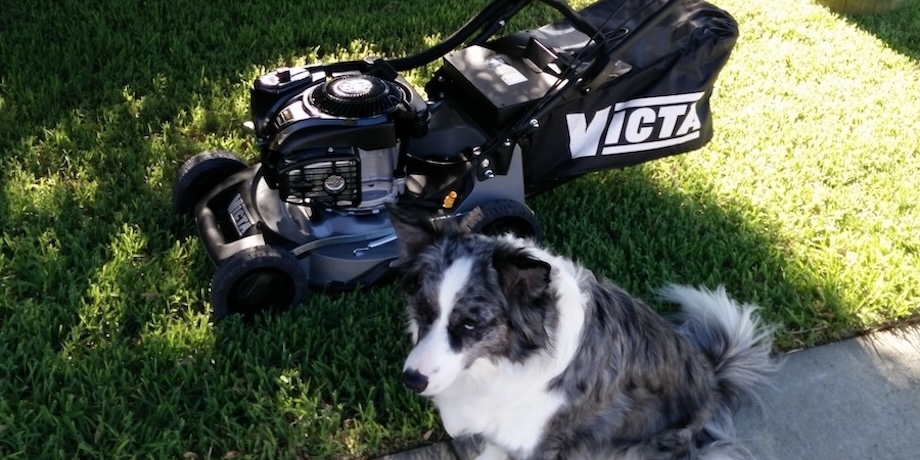 lawn growing in higher shade needs to be mowed higher