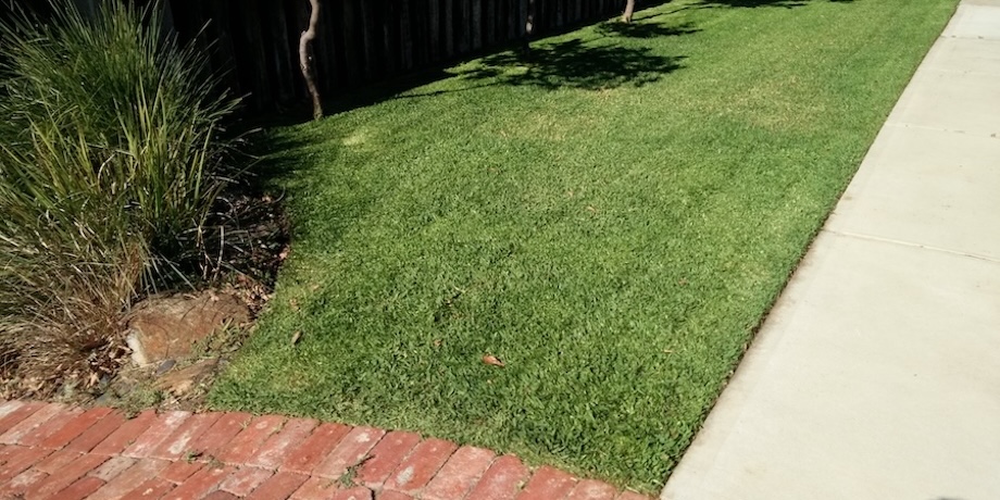 a buffalo lawn which has been edged and mowed