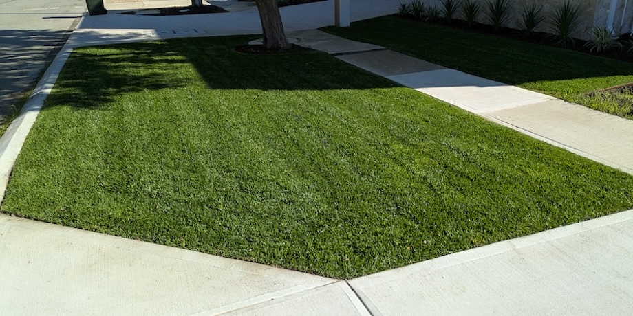 a perfectly mowed and edged buffalo lawn