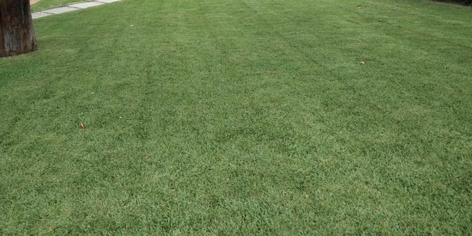 a lawn which was mulch mowed during lawn mowing